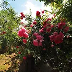 Apartman Dea